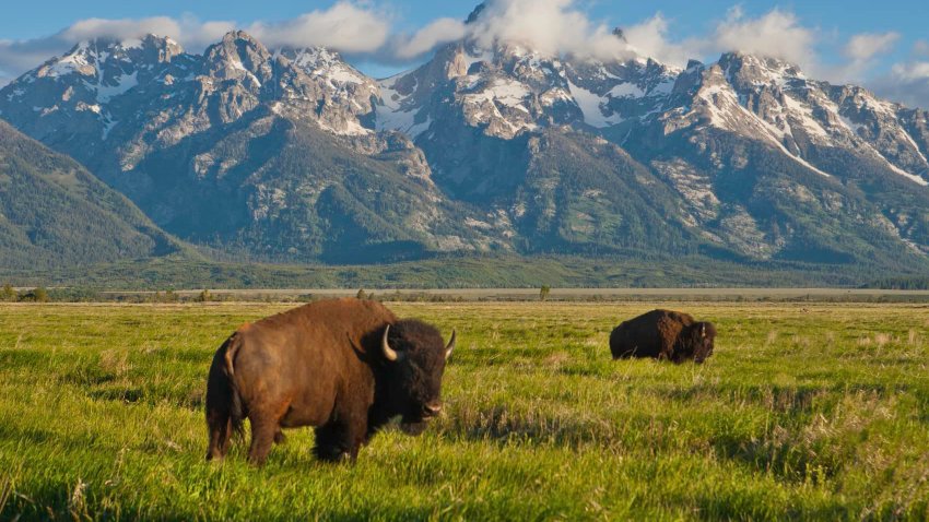 American Bison graze at the Grand Teton National Park.